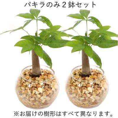 【観葉植物】土を使わないで清潔なミニ観葉植物 ゼオライト植え・ガラス鉢 丸形 2鉢セット（パキラ）【観葉植物 インテリア 部屋 おしゃれ 福岡県 筑前町 送料無料 AG048VC01】