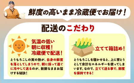 北海道産 とうもろこし おひさまコーン 10本 糖度20度以上 2026年予約