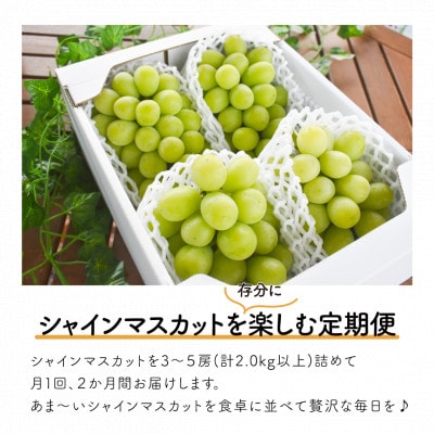 【発送月固定定期便】【きよとうファーム】シャインマスカットを楽しむ満足便!/全便計4.0kg～全2回【配送不可地域：離島】