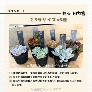 八ヶ岳育ち 多肉植物 スタンダードコレクション ラベル付き おまかせ詰合せ 2.5号 6鉢 インテリア多肉植物 おしゃれ多肉植物 ギフト多肉植物 高冷地多肉植物