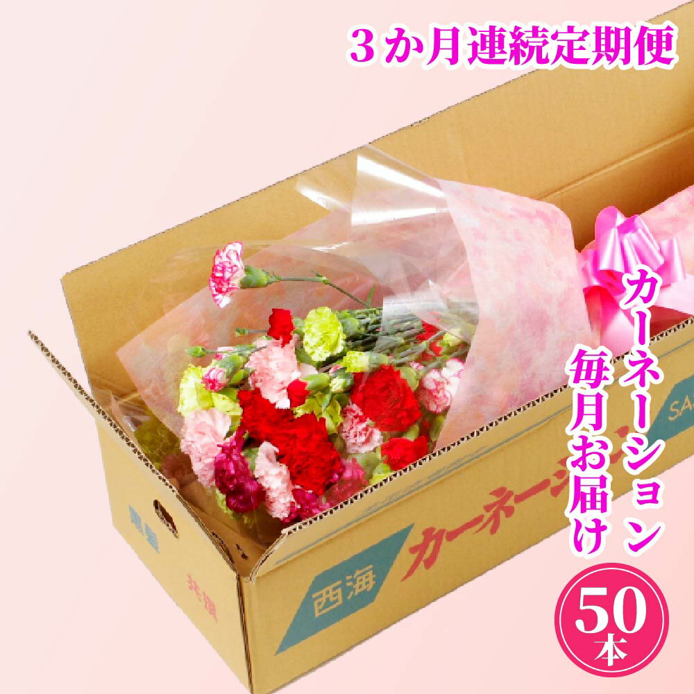 【ふるさと納税】 カーネーション 定期便 全3回 鮮度が自慢 切り花50本 箱詰め 花農家直送 国産カーネーション 花もち 母の日 プレゼント ギフト 生花 切花 花のある暮らし 西九州させぼ地域商社