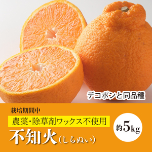 【先行予約】しらぬい約5kg《果遊工房》【2025年3月以降発送】佐木島 鷺島みかんじま フルーツ デコポン 不知火 蜜柑 柑橘 果物 みかん ミカン ジューシー  産地直送 お取り寄せ 017011