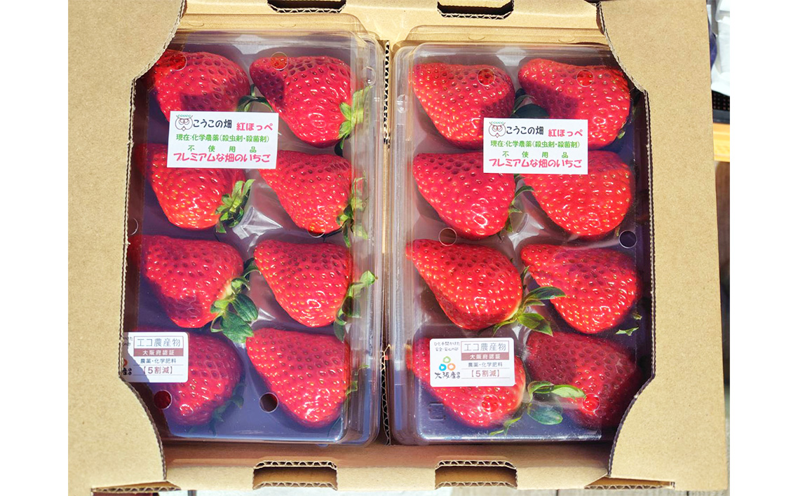 No.392 こうこの畑　苺　紅ほっぺ