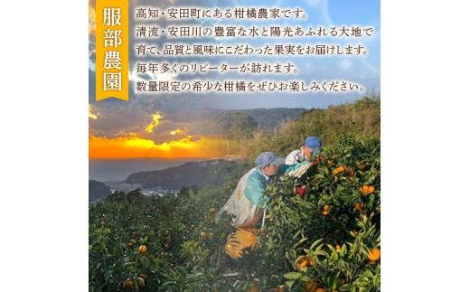 土佐文旦 贈答用 文旦 高級 3Lサイズ 7個 文旦 3Lサイズ 大玉 ぶんたん 柑橘 土佐文旦 柑橘類 フルーツ 旬 常温 果汁 ふるさと納税果物 ふるさと納税文旦 ふるさと納税フルーツ デザート 