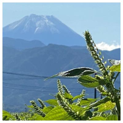 ふるさと納税 南アルプス市 山梨県産　えごま油 『金のしずく』 110g |  | 02