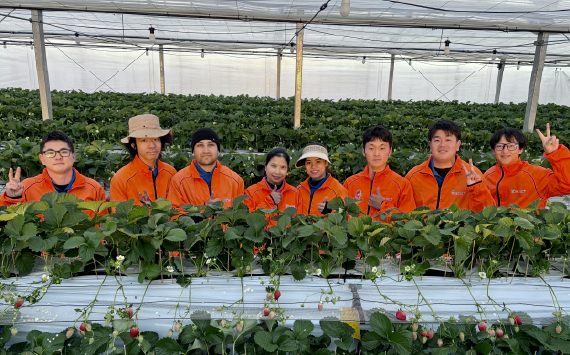 【あまりん＋1品種】食べ比べセット　550g ／ いちご 苺 食べ比べ 旬のいちご 国産いちご 甘い みずみずしい 香り 高設栽培 農園直送 フルーツギフト 家庭用 ご褒美 デザート 食感 埼玉県 N