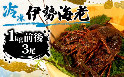 冷凍 伊勢海老 約 1kg 3尾 海老 えび エビ いせえび 志摩 天然 刺身 BBQ バーベキュー 味噌汁 海鮮 魚介 新鮮 のし 熨斗 三重県 伊勢志摩 伊勢 志摩 みえ いせしま いせ しま