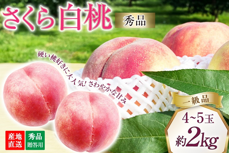 
                  【2026年発送】桃 山梨 秀品 朝どれ 硬い桃 さくら白桃 約 2.0kg 4～5玉 朝獲れ 大玉 さくら 白桃 もも 桃 モモ フルーツ 果物 山梨県産 産地直送 期間限定 季節限定 冷蔵 8月下旬から発送 [韮崎市桃農家の産直 山梨県 韮崎市 20745237]
                