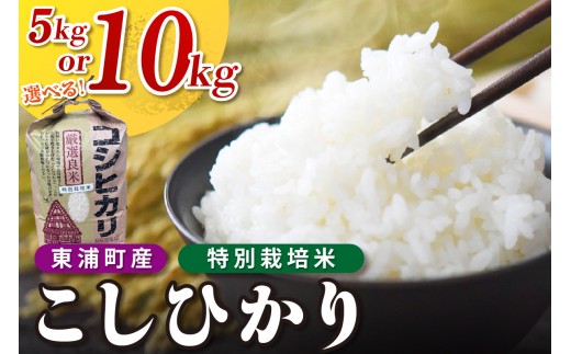 
                  【選べる内容量】東浦町産　こしひかり　5kg（5kg×1袋） / 10kg（5kg×2袋）│米 お米 コメ 白米 精米 新米 産地直送 愛知県産 鈴木農産 愛知県 東浦町
                