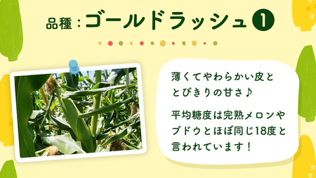 【 先行予約 6月下旬 以降発送】【 令和6年産 】 朝採り とうもろこし （ ゴールドラッシュ ） 約 6kg トウモロコシ スイートコーン 野菜 産地直送 期間限定 [AX019ya]