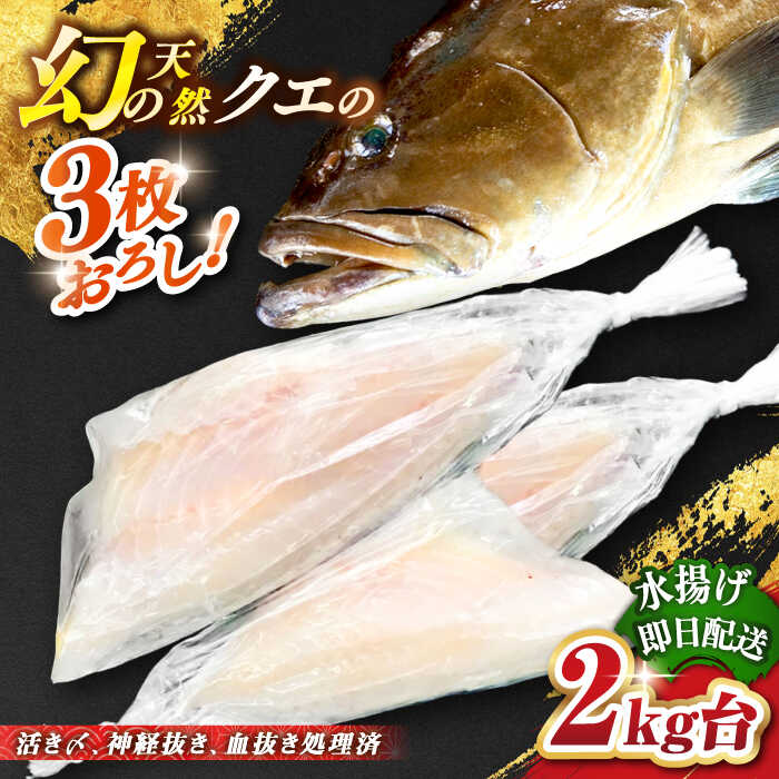 【ふるさと納税】天然クエ（2キロ台・3枚おろし） 《壱岐市》【壱岐島　玄海屋】[JBS051] クエ 魚 刺身 しゃぶしゃぶ 160000 160000円 16万円 のし プレゼント ギフト