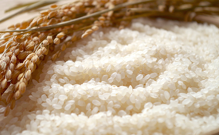 令和7年産 山形産 特別栽培米 つや姫 5kg 精米 人気 米 ブランド米 米 精米したて 山形 FY25-489