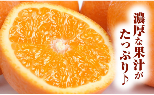 清見オレンジ 約8kg / 果実サイズおまかせ ※2027年2月中旬～2027年4月下旬頃発送予定　紀伊国屋文左衛門本舗【ntb401C】