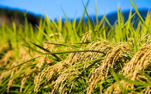 令和8年産 湯前産 くまさんの輝き 「 古式精米 」 2kg お米 米 白米 白飯 ご飯 おにぎり 和食 国産 熊本県産 【 2026年11月上旬～12月上旬発送予定 】