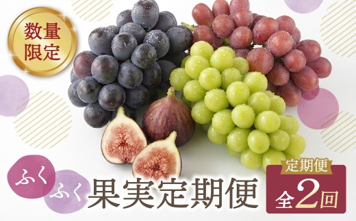Z99-88 ふくふく果実定期便②(年2回) 福岡 福智町 定期便 2回 食べ比べ 果物 フルーツ ぶどう いちじく イチジク とよみつひめ 数量 限定  旬 新鮮 産地直送 フルーツ先行予約 送料無料