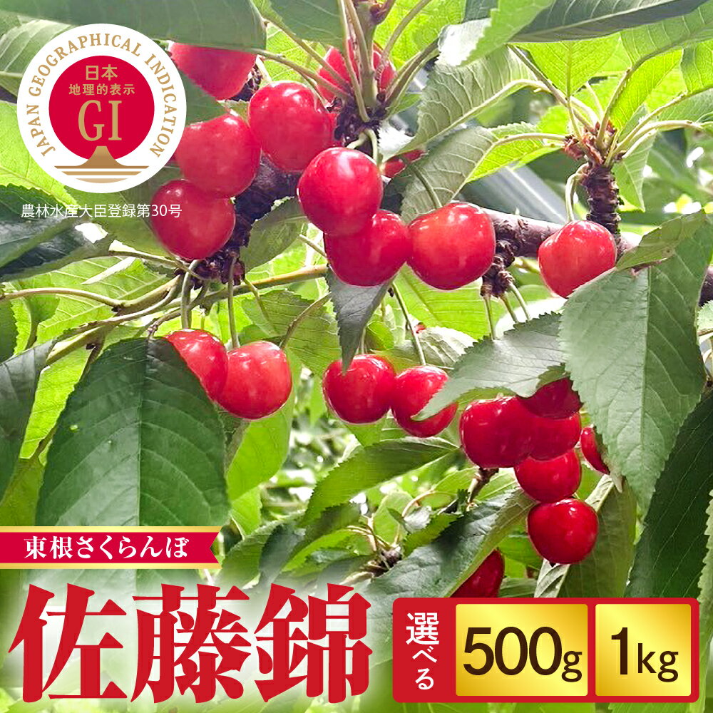 【ふるさと納税】 2025年産 GI東根さくらんぼ「 佐藤錦 」( 選べる内容量 : 500g / 1kg ) バラ詰め Lサイズ / さくらんぼ サクランボ フルーツ 果物 くだもの 箱入り 化粧箱 贈り物 ギフト 贈答 人気 冷蔵配送 送料無料 山形県 東根市