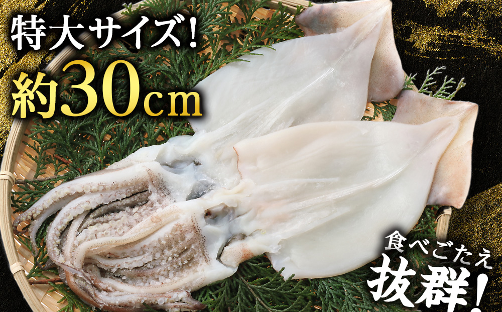 北海道産 真イカ開き(加熱用) 2枚入り×1パック 〈斉藤水産〉 AM172