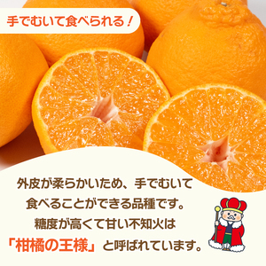 【不知火】 先行予約 不知火 しらぬい 3kg みかん 蜜柑