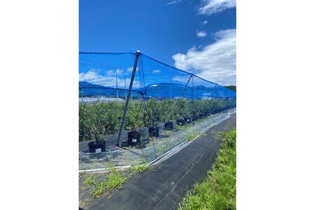 国産ブルーベリーピューレ（3瓶）