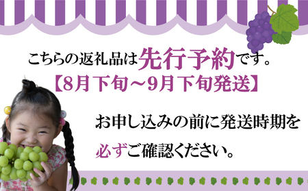 【2026年8月から発送】【先行予約】 2026年発送 旬のぶどう食べ比べお試しセット|ぶどう RYE