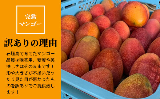 ＜先行予約＞【訳あり】 完熟 マンゴー (約1〜1.2kg 2〜5個)《2026年7月上旬から順次発送》 | ふるさと納税 マンゴー わけあり 不揃い 産地直送 フルーツ 果物 マンゴー 石垣 沖縄 