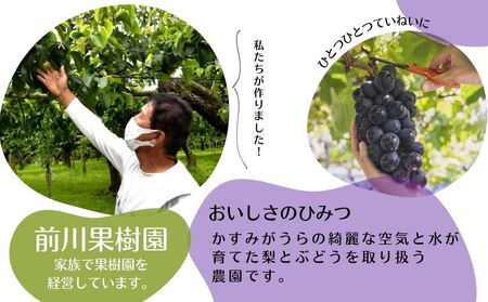【2026年先行予約】 巨峰 2kg （茨城県共通返礼品・かすみがうら市産） ／ 巨峰 きょほう キョホウ 葡萄 ぶどう ブドウ フルーツ 果物 2kg