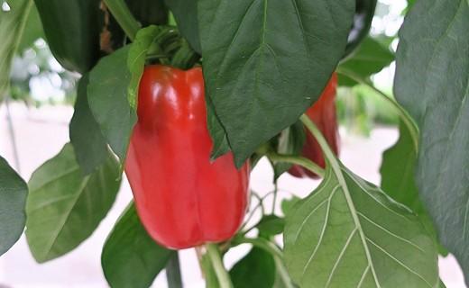 【先行予約】北海道栗山町産 土で育てた匠のパプリカ 12玉（池田農林）