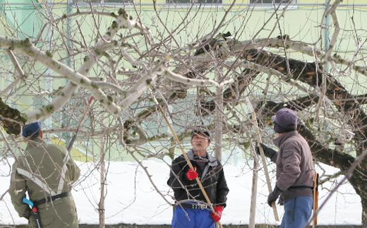 雪の残る時期から枝の調整を行います。