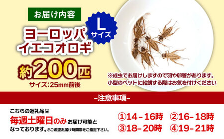 活きヨーロッパイエコオロギ Lサイズ200匹 BKBN006 コオロギ