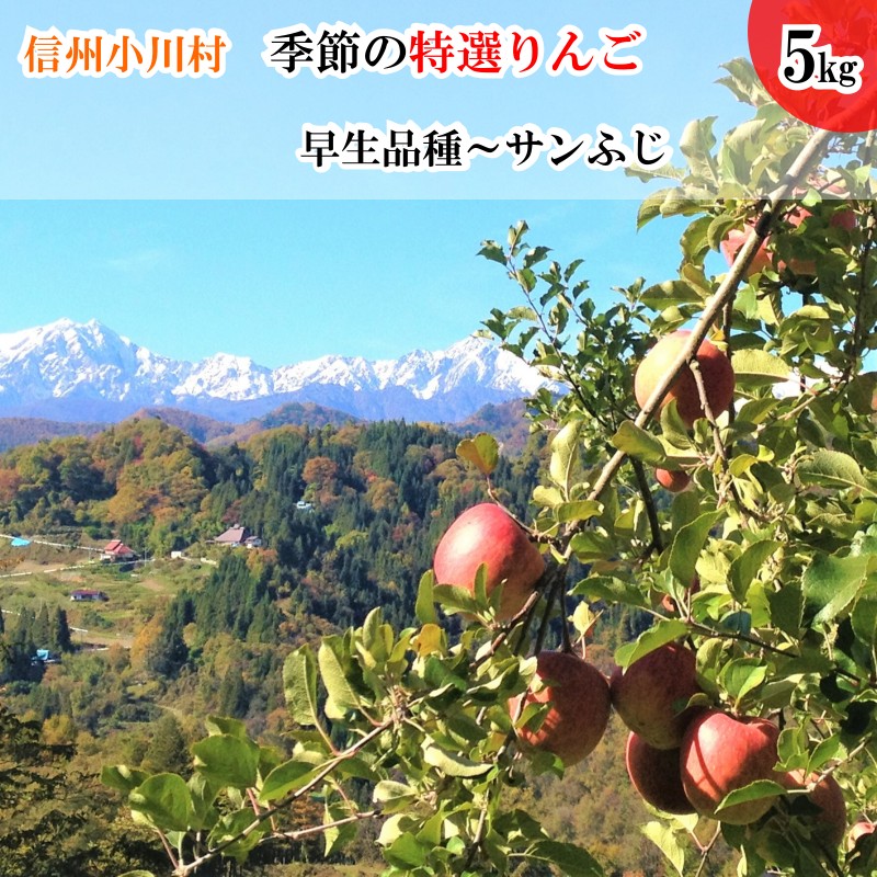 【ふるさと納税】311＊信州小川村成就地区限定季節の特選りんご5キロ（早生品種りんご〜サンふじりんご）