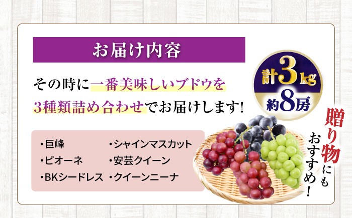 ブドウ ぶどう 葡萄 グレープ フルーツ 果物 くだもの 詰合せ シャインマスカット しゃいんますかっと マスカット ふるーつ