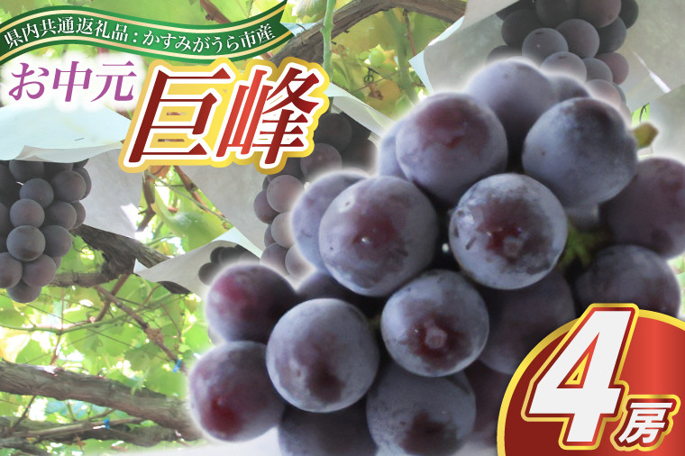 
            お中元　巨峰4房(県内共通返礼品:かすみがうら市産) (BR091)
          