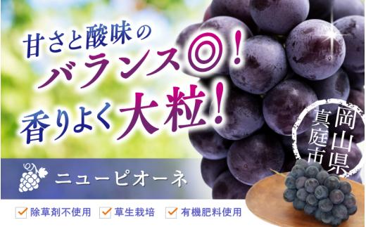 【2026年の先行予約です！】ぶどう 岡山 花笑み農園『ニューピオーネ』約2kg（3～4房） 贈答用 岡山 真庭 ピオーネ 高級 2kg 贈答 2026真庭市 大粒 葡萄 果物 フルーツ 濃厚ピオーネ