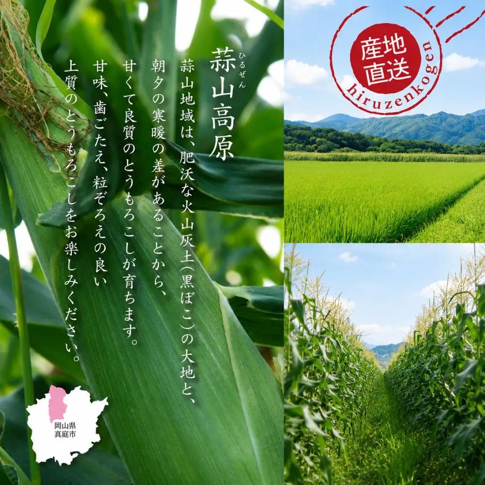 とうもろこし 蒜山高原産 朝採れイエローコーンとうもろこし20本 【jujy002-02】