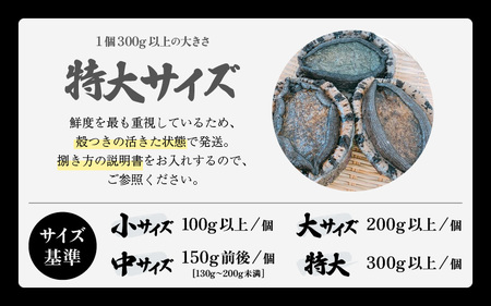 【先行予約】入手困難 日本海若狭湾の 天然 活黒アワビ 計1.5kg (2～5個) 特大サイズ 鮮度抜群！【2025年11月中旬より順次発送予定】 刺身 お造り バター焼き BBQ あわび アワビ 鮑