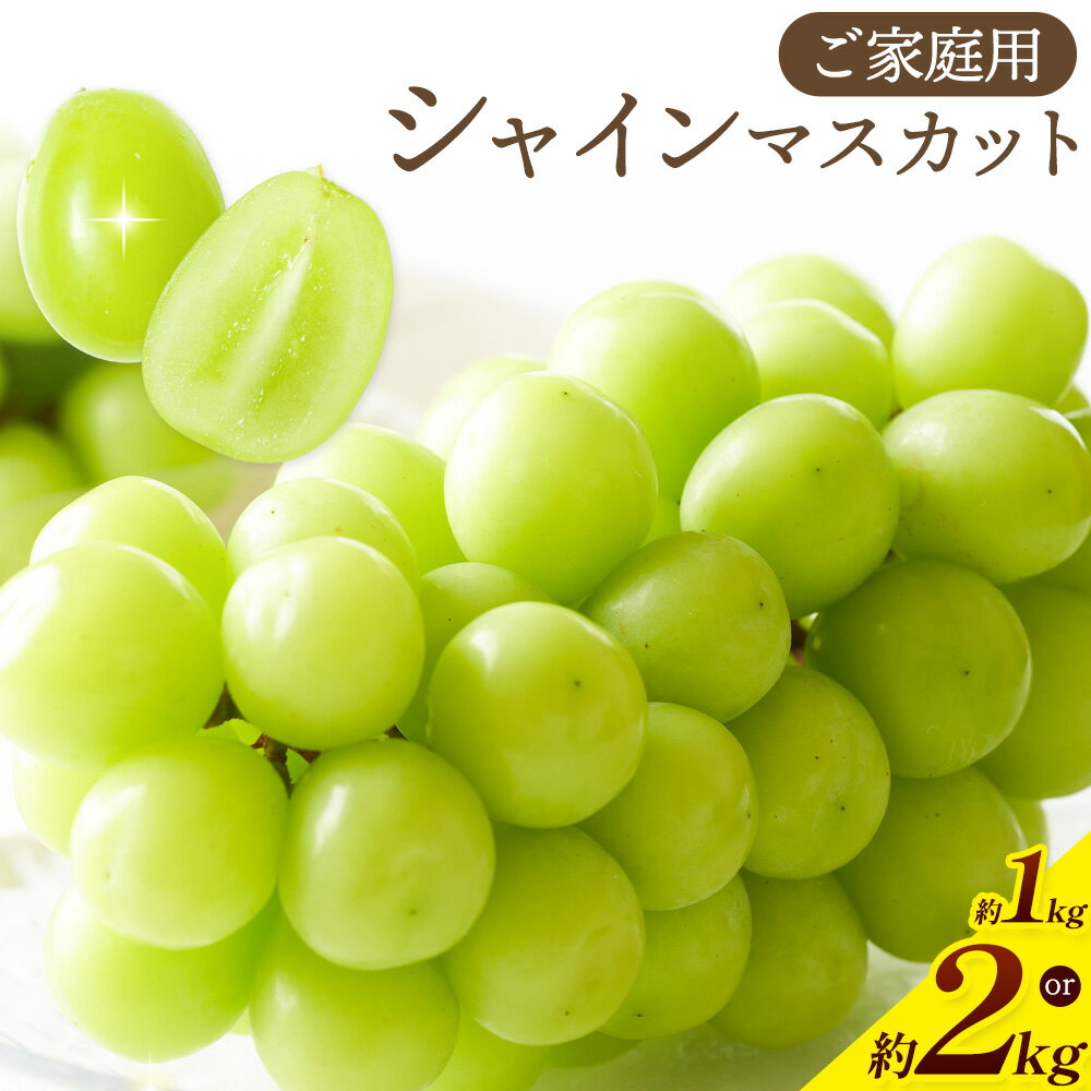 【ふるさと納税】先行予約 ご家庭用 シャインマスカット 選べる内容量 約1kg (3-5房) 約2kg (6-10房) 北ぶどう農園《2026年8月上旬-8月下旬頃出荷》大阪府 羽曳野市 ぶどう マスカット 果物 フルーツ 葡萄 デザート