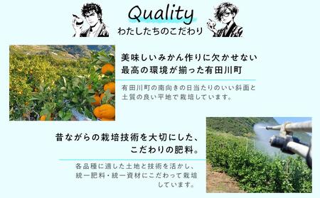 先行予約 極早生みかん 約 5kg サイズ混合 和歌山県 有田みかん 2024年10月中旬頃発送