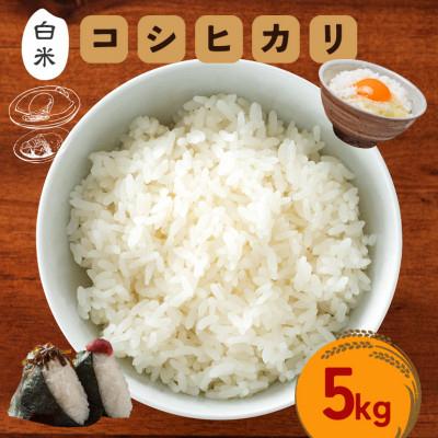 ふるさと納税 笠間市 令和7年度 笠間産 コシヒカリ 5kg　精米