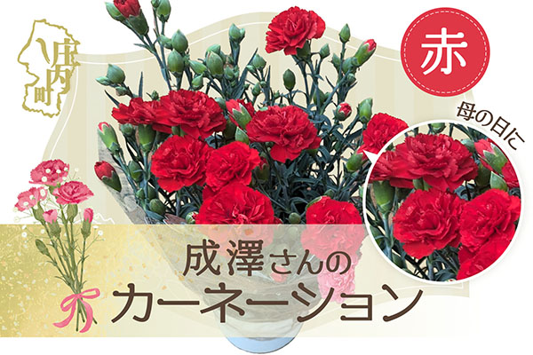 【R8.5月初旬より順次発送】成澤さんのカーネーション 赤 5号鉢（入金期限：2026.4.30）母の日に プレゼント