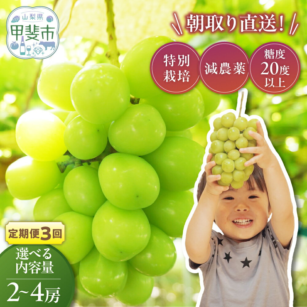 【ふるさと納税】【先行予約】定期便　樹上完熟シャインマスカット（特別栽培）選べる容量2～4房（1.2kg～2.4kg）　3回 CF-P-15