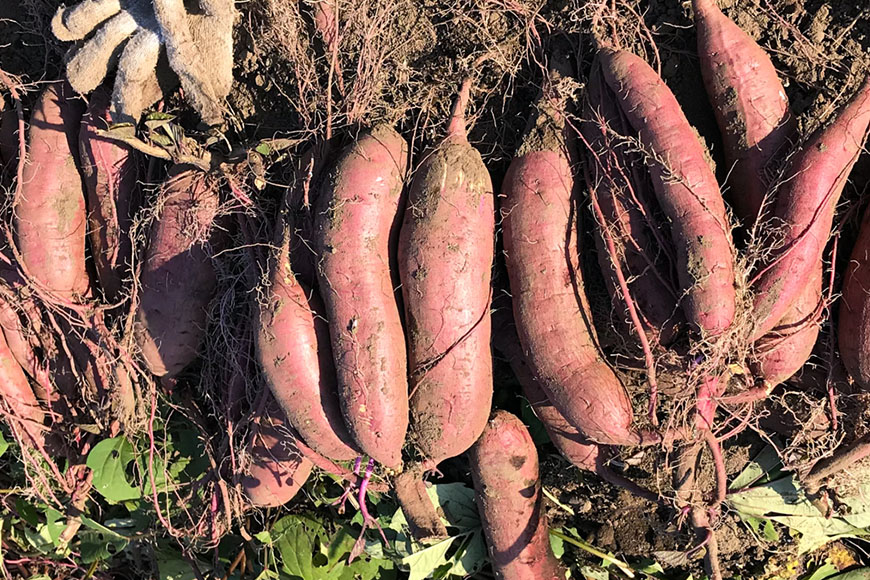 【京阪百貨店厳選】茨城県産べにはるか平干し 1kg 干し芋 ほしいいも 芋 さつま芋 サツマイモ さつまいも 干しいも B18-013