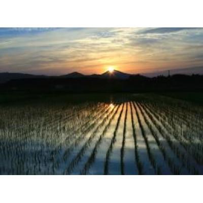 ふるさと納税 茨城県 茨城県産 こしひかりミックス 精米 令和7年産　10kg×1袋 |  | 03