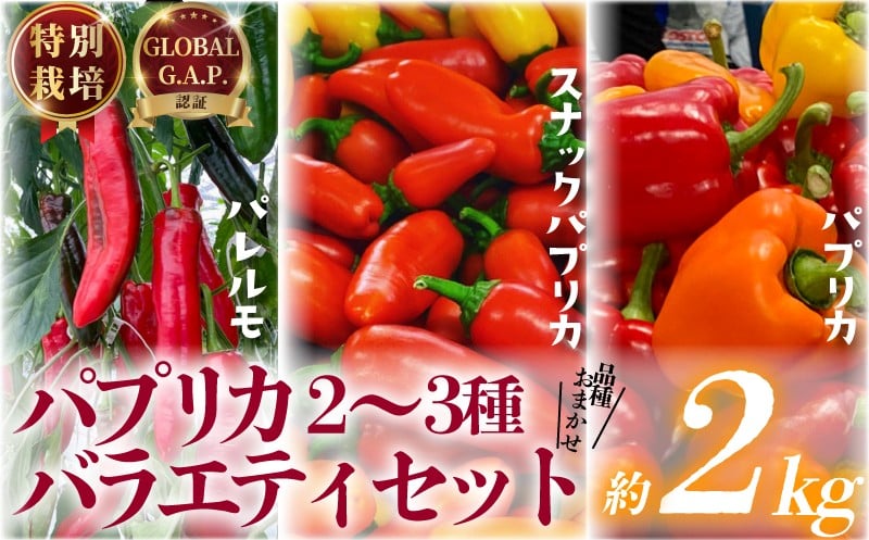 
            パプリカ 2kg 2~3種 バラエティ セット 品種 おまかせ 肉厚 特別栽培 新鮮 ジューシー 栄養 野菜 国産 ドルチェ  パレルモ GLOBALG.A.P.認証 レシピ ビタミン マリネ ラタトゥイユ お弁当 子ども カレー キーマカレー 10000円 おやつ そのまま 贈答 リッチフィールド株式会社 湘南 藤沢 神奈川
          