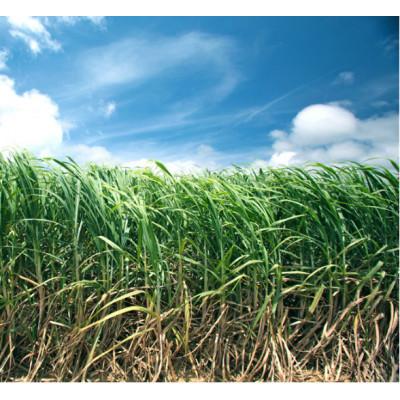 ふるさと納税 喜界町 黒砂糖粉【加工黒糖】500g×10袋　宜(よろし)【喜界島特産】 |  | 01