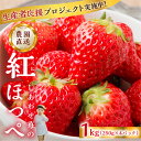 【ふるさと納税】 【応援プロジェクト実施中】 自宅用 いちご 紅ほっぺ 1kg (250g × 4p) [しあわせ苺] 訳あり 訳アリ サイズ 不揃い 農園直送 [mt524]｜フルーツ 果物 苺 イチゴ 子ども 小分け 簡易梱包 家庭用 産地直送 岐阜県 本巣市 8000円 15000円