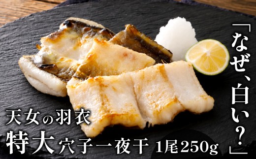 特大 あなご一夜干し 1尾 250g 「天女の羽衣」【干物 魚介類 冷凍 無添加】