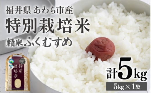 【令和7年産】化学肥料不使用 特別栽培米 ふくむすめ 精米 5kg / 白米 米 福井県あわら市産 美味しい 特別栽培米 減農薬 安心な米 旨味 甘み もっちり 冷蔵保管米 [aw010-a014]