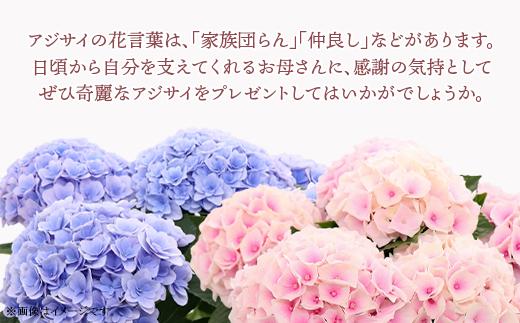 737【母の日ギフト】アジサイ鉢植え（品種：ひな祭りピンク） 母の日 感謝 プレゼント