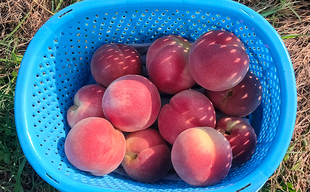 長野市産桃「なつっこ」約5kg