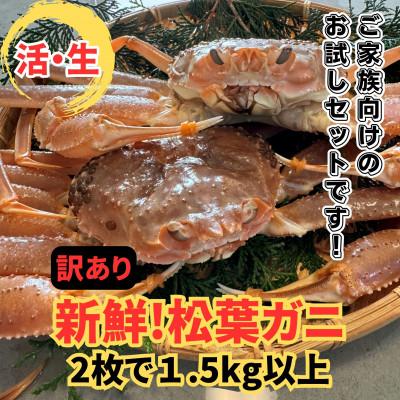 ふるさと納税 岩美町 鳥取網代港【訳あり】活!極上松葉ガニ1.5kgセット【さかなや新鮮組】